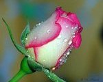 khokhar.abubakar's Avatar