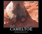 cameltoe-desierto's Avatar