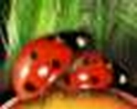 zoran174967788's Avatar