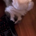 Takkitaman's Avatar