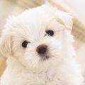 Zhi Zheng Chong's Avatar