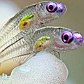 Danial Ahmad's Avatar