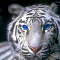 sweetsabeb's Avatar