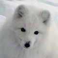 Flenger Flai's Avatar