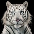 DJANGO101273's Avatar