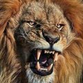 hcinou mellah's Avatar
