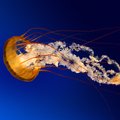 hanraj's Avatar