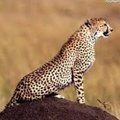 Taha Teto's Avatar