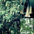 brugmansia's Avatar