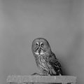 TheBohemianGrove's Avatar