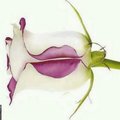 habibhabib2008's Avatar