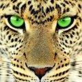 halim lahbib's Avatar